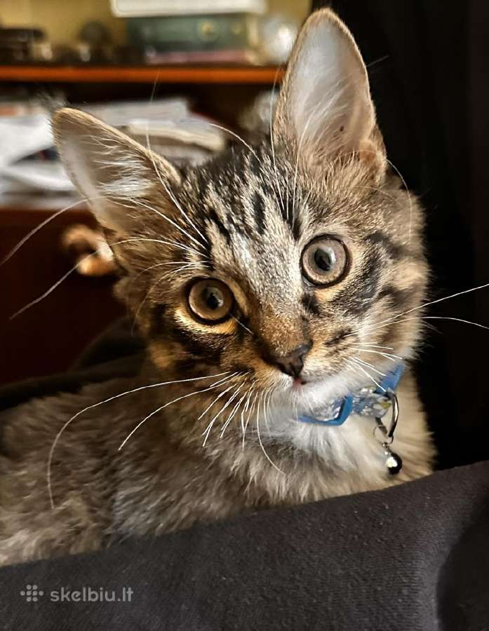 Dingo Kačiukas! mažas 4 mėn. kačiukas su ankaliu - Skelbiu.lt