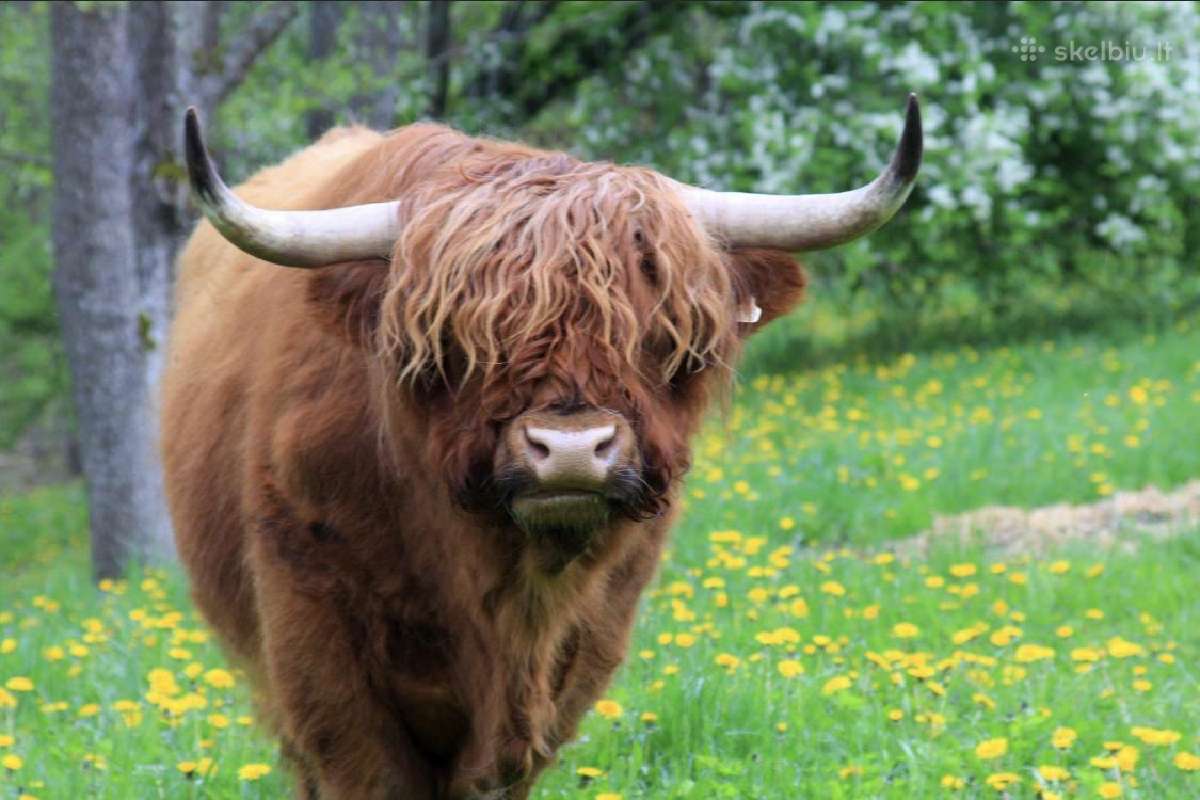Highland Cattle Fam Visnapuu - nuotraukos Nr. 7