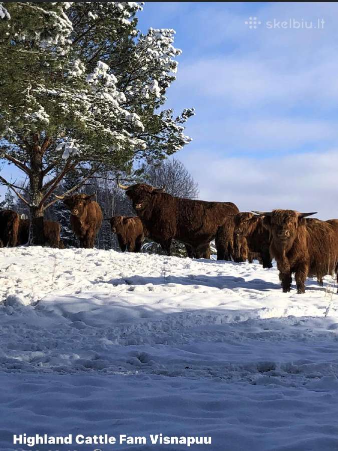 Highland Cattle Fam Visnapuu