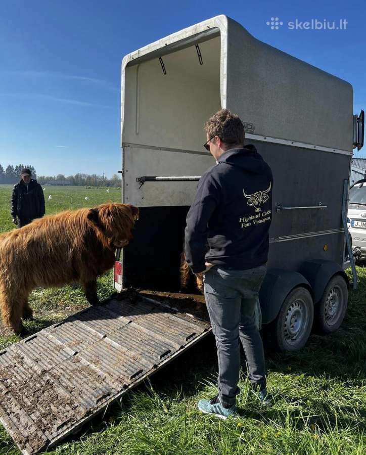 Highland Cattle Fam Visnapuu - nuotraukos Nr. 2