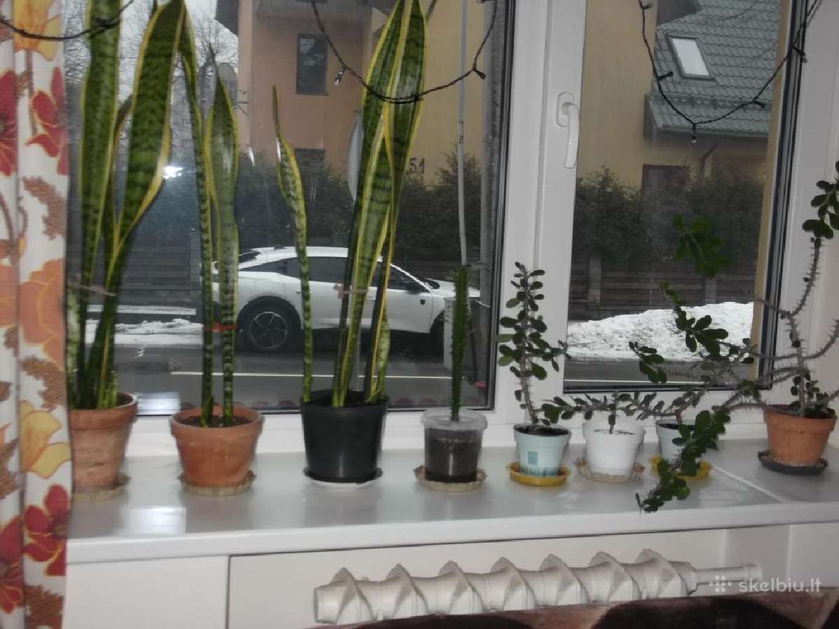 Kambariniai augalai - gėlės - nuotraukos Nr. 5