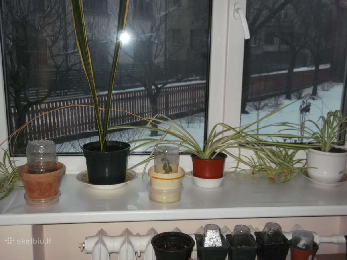 Kambariniai augalai - gėlės - nuotraukos Nr. 7