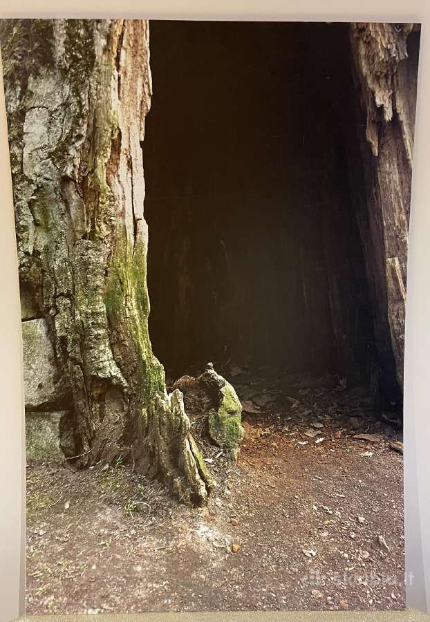 Fotodrobė