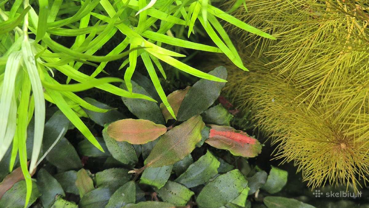 Akvariumo augalai - nuotraukos Nr. 9