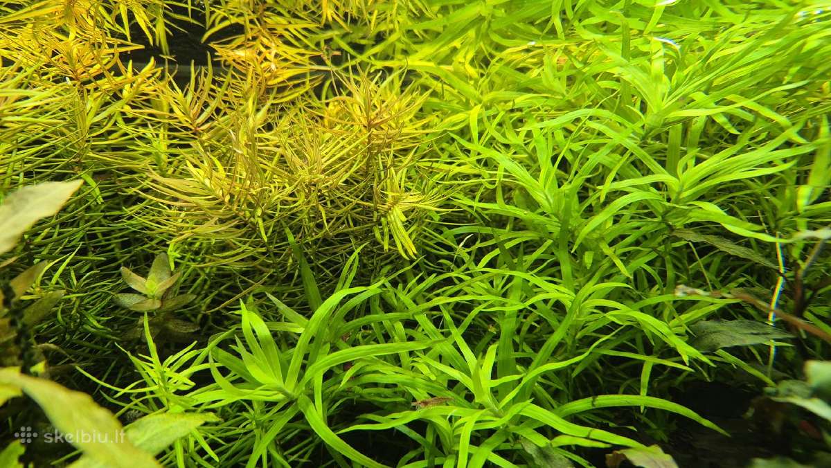 Akvariumo augalai - nuotraukos Nr. 12