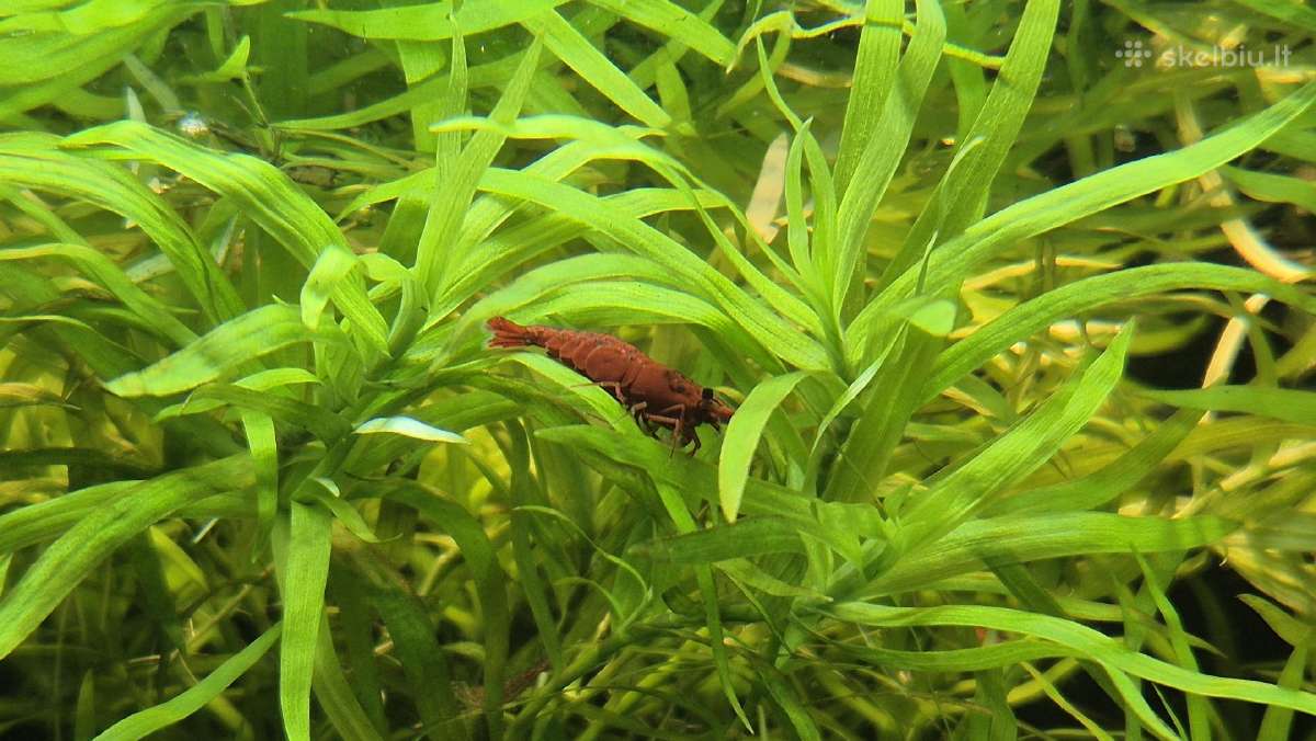 Akvariumo augalai - nuotraukos Nr. 13