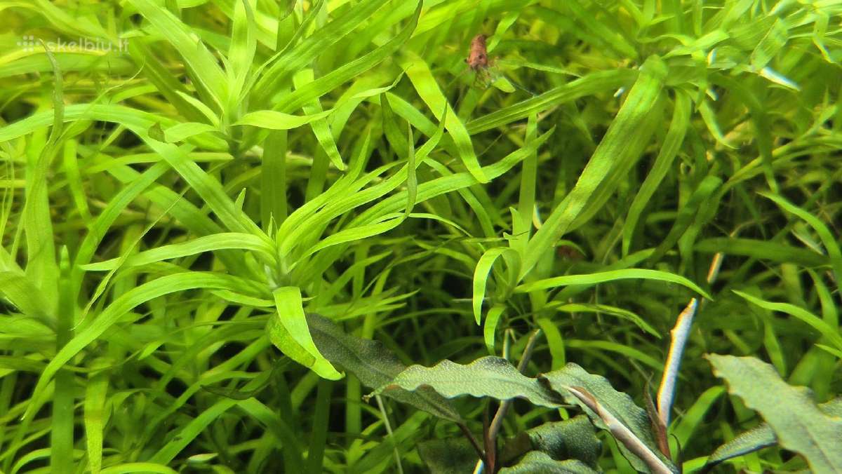 Akvariumo augalai - nuotraukos Nr. 15