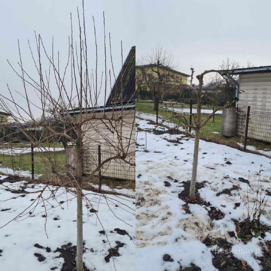 Aplinkos tvarkymas, Apželdinimas - nuotraukos Nr. 15
