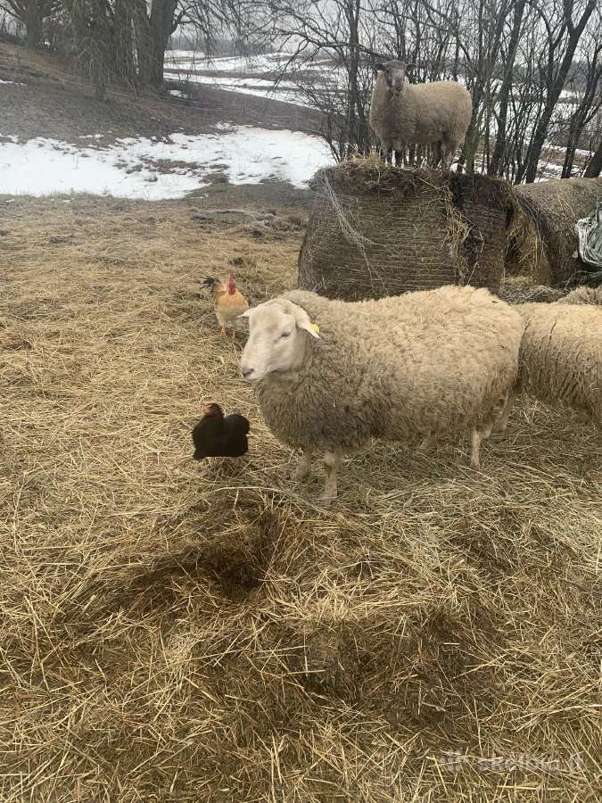 Parduodami 6-7 mėn avinai ir avytės. - nuotraukos Nr. 2