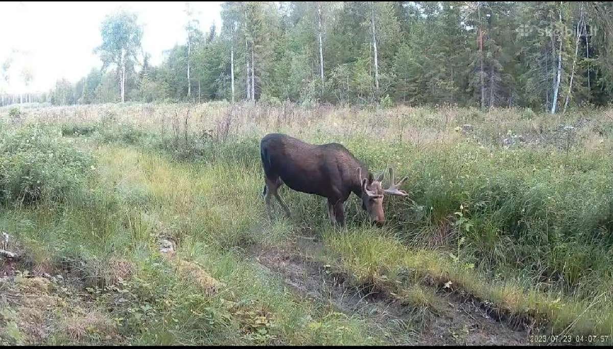 Medžiotojų kamera Hc-940pro su tiesioginiu vaizdu - nuotraukos Nr. 7