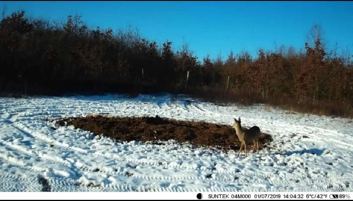 Medžiotojų kamera Hc-940pro su tiesioginiu vaizdu - nuotraukos Nr. 11