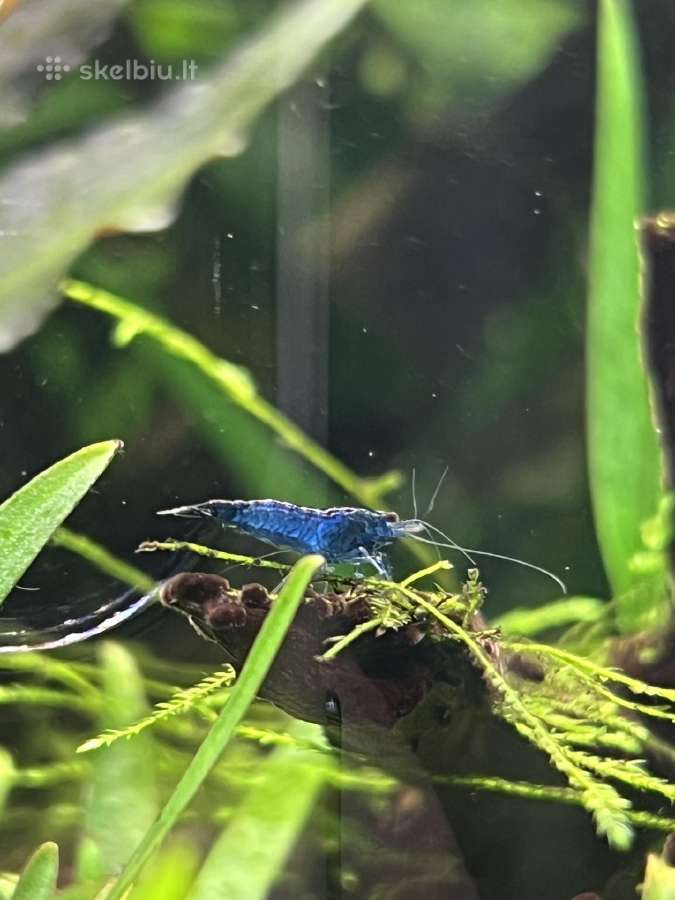Mėlynos krevetės. Neocaridina Blue Dream - nuotraukos Nr. 2