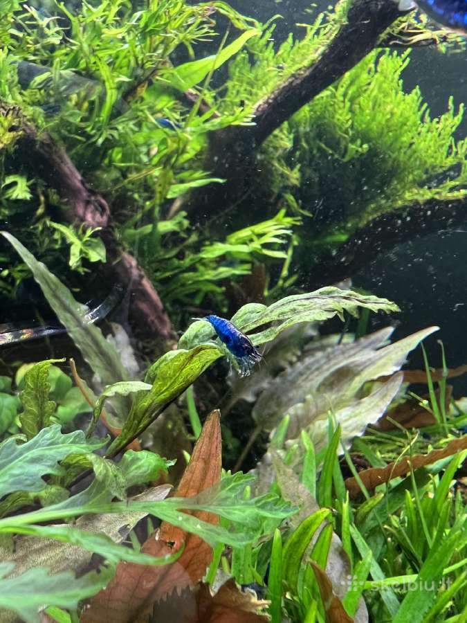 Mėlynos krevetės. Neocaridina Blue Dream - nuotraukos Nr. 5