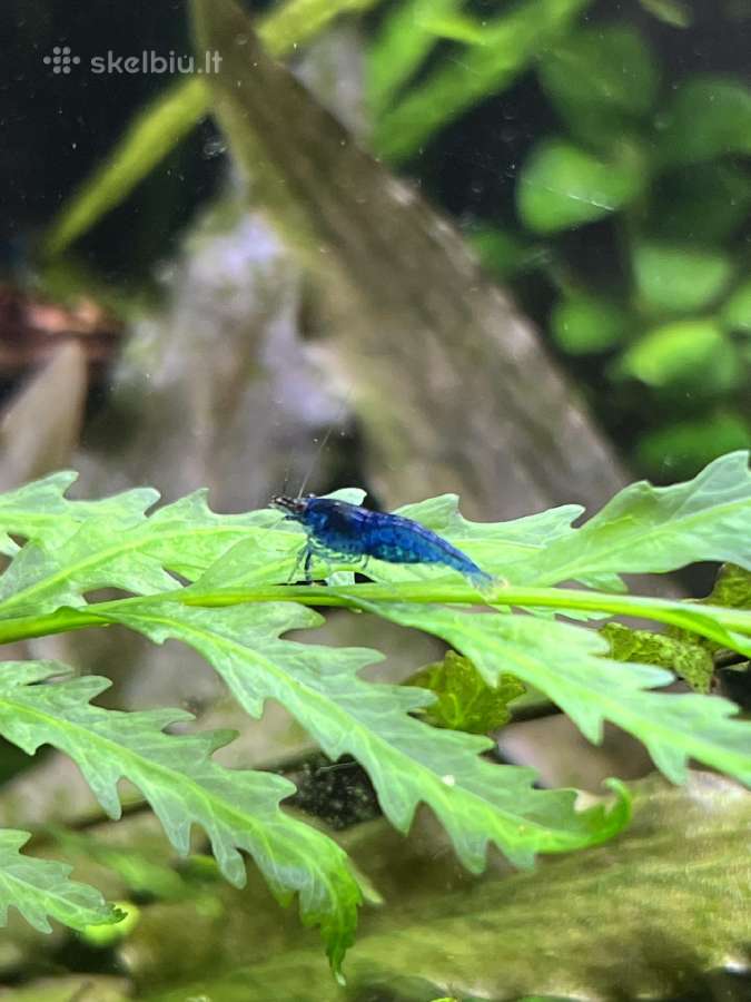 Mėlynos krevetės. Neocaridina Blue Dream - nuotraukos Nr. 4