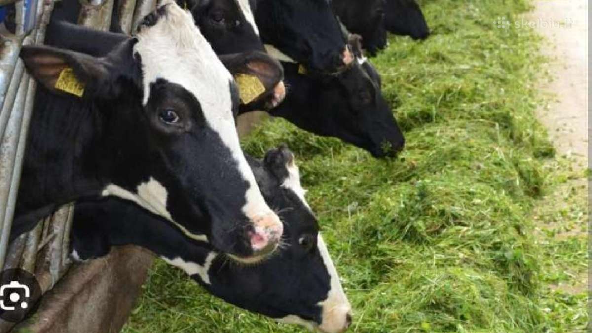 Dobilai,motiejukai, svidrės, įvairūs žolių mišinia