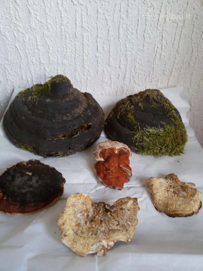 Medžio kempinės namų dekoravimui - nuotraukos Nr. 10