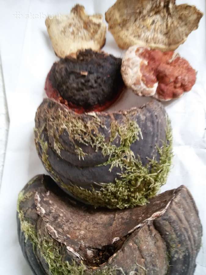Medžio kempinės namų dekoravimui - nuotraukos Nr. 19