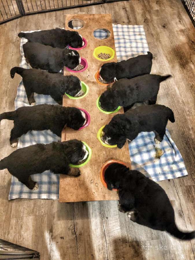 Veislyne "Raganos šuo" Berno Zenenhundų vada