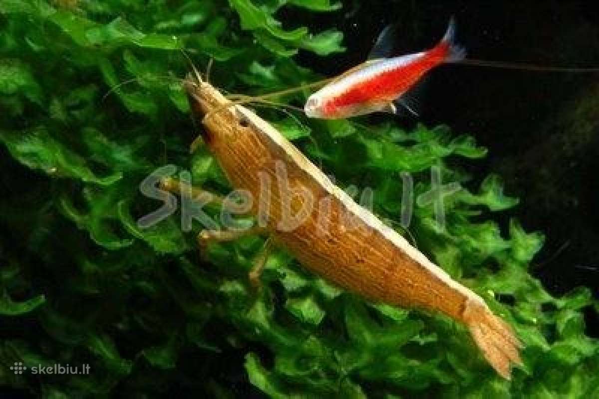 Akvariumines zuvys Nauja siunta - nuotraukos Nr. 5