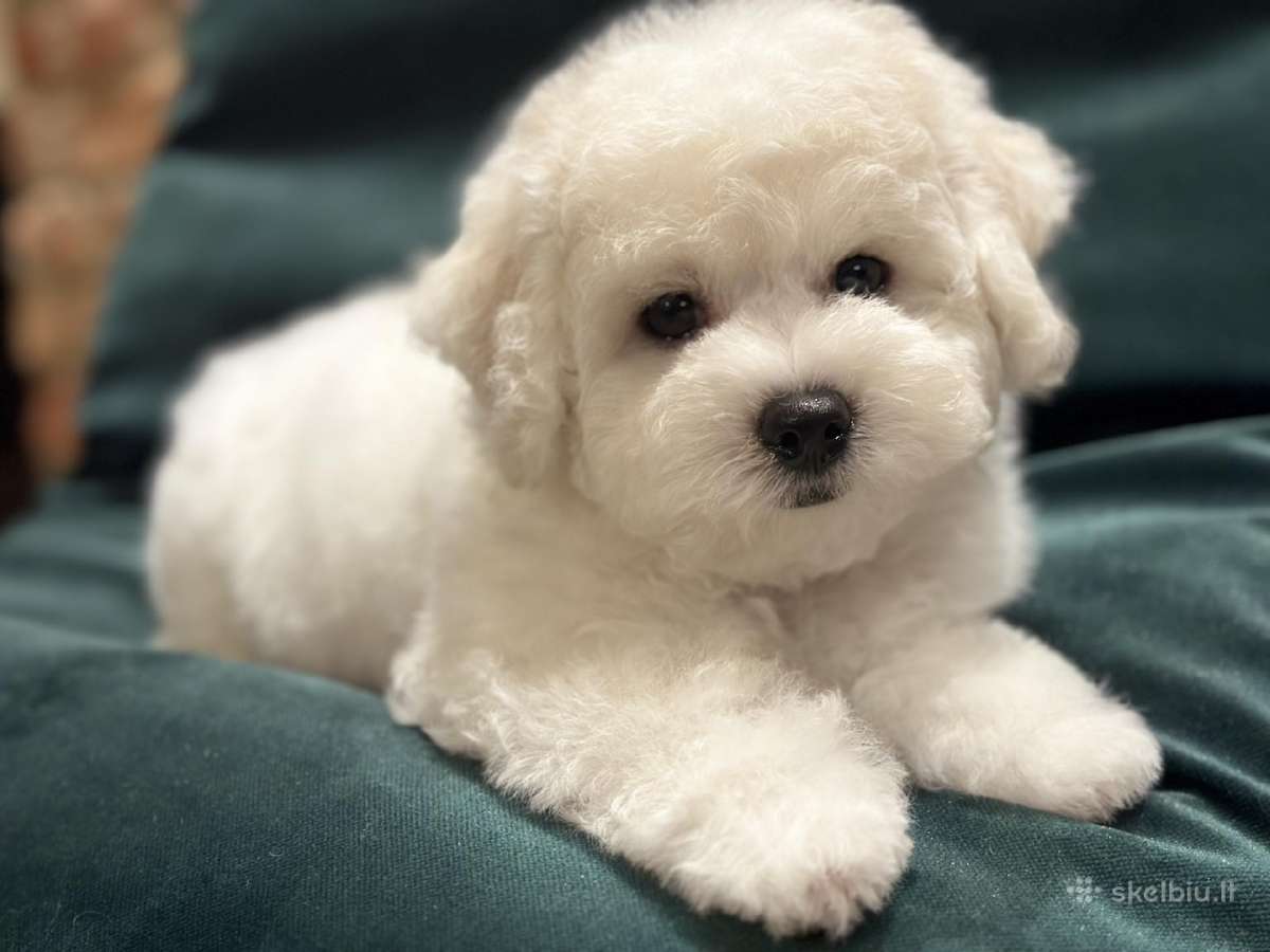 Kilmingi garbanotieji bišonai/ bichon frise - nuotraukos Nr. 15