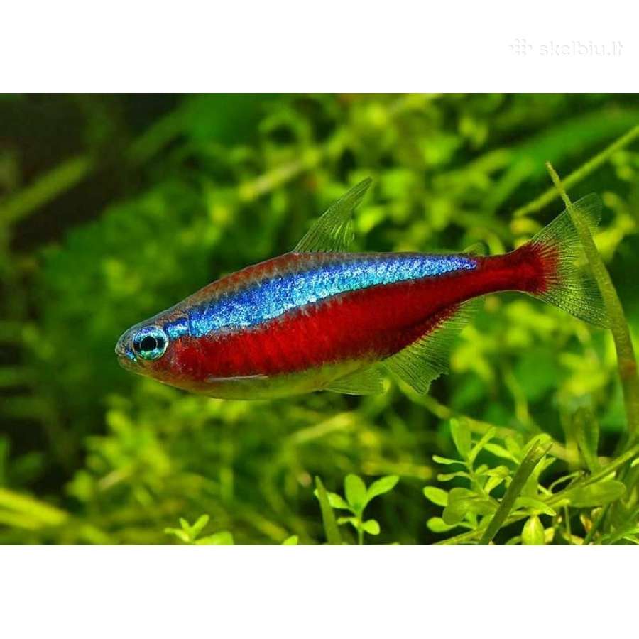 Akvariuminės žuvys - nuotraukos Nr. 4