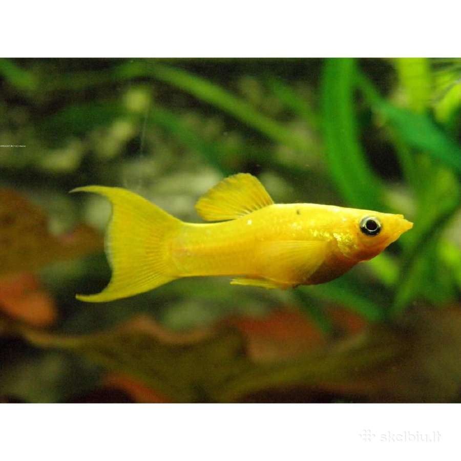 Akvariuminės žuvys - nuotraukos Nr. 5