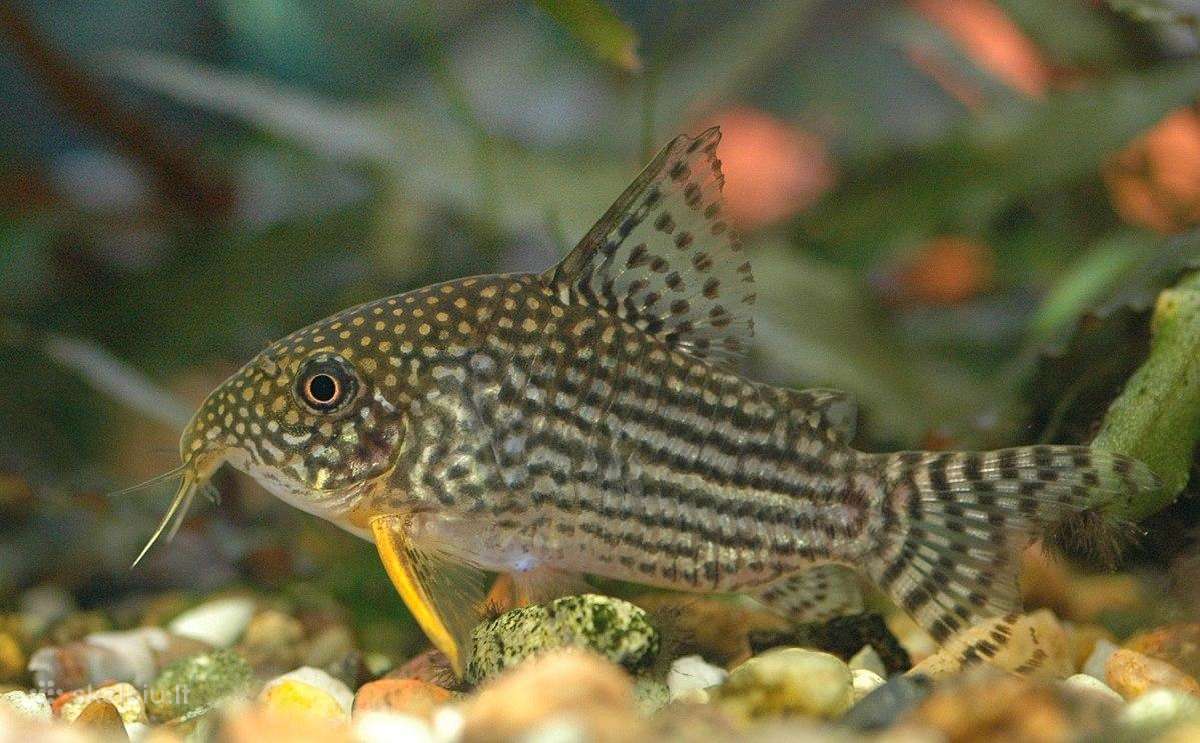 Akvariuminės žuvys - nuotraukos Nr. 6