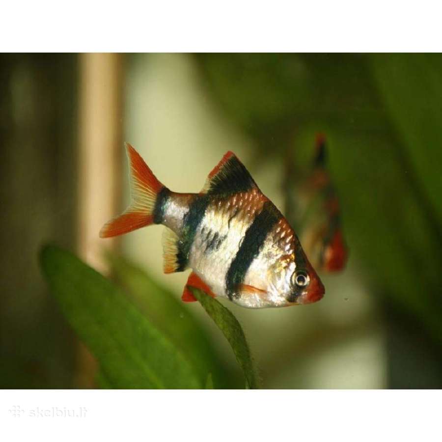 Akvariuminės žuvys - nuotraukos Nr. 7