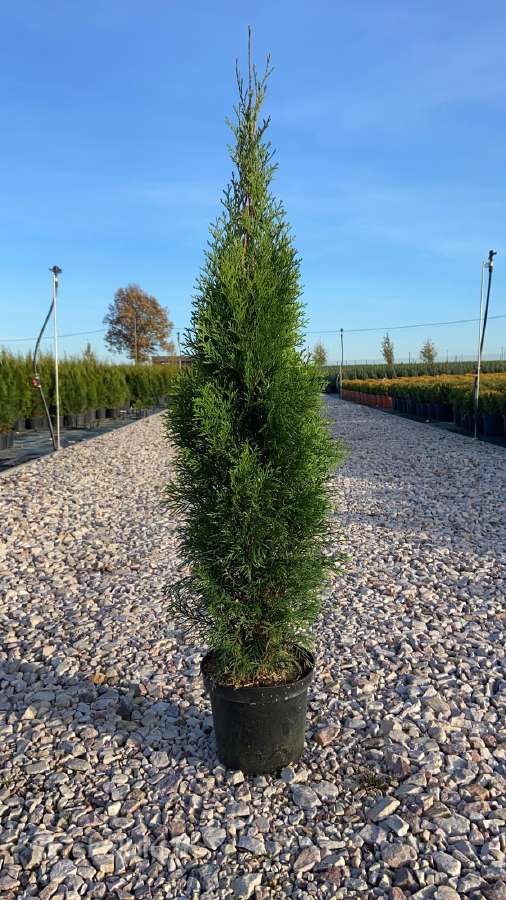 Premium Tujos ir Skroblai, Nemokamas pristatymas - nuotraukos Nr. 12