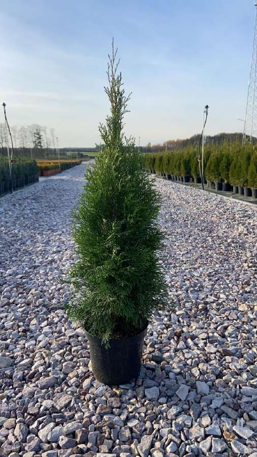 Premium Tujos ir Skroblai, Nemokamas pristatymas - nuotraukos Nr. 3