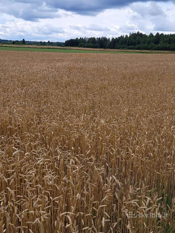 Aviźos Kviečai Grikiai Kvietrugiai tinka - nuotraukos Nr. 2