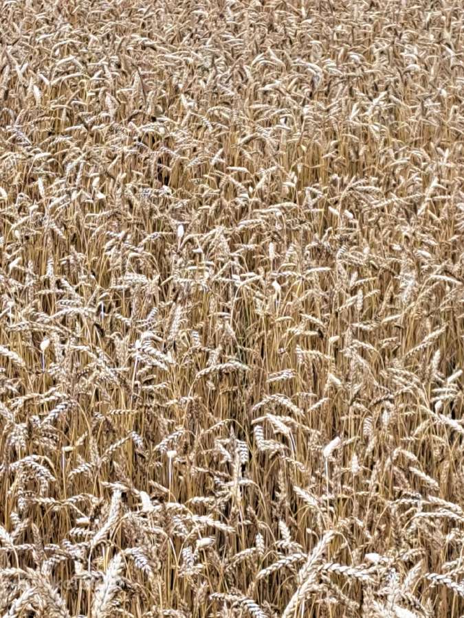 Aviźos Kviečai Grikiai Kvietrugiai tinka