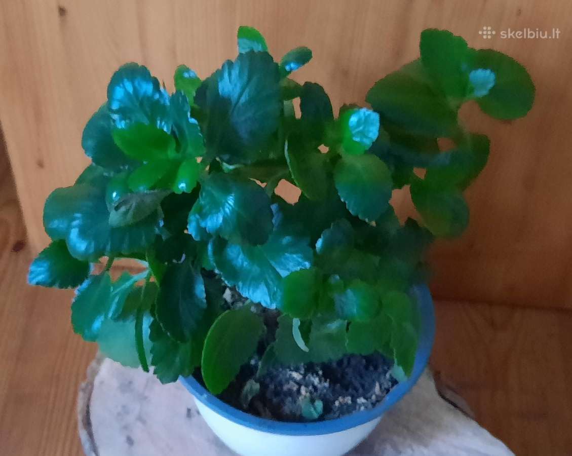 Kalankė