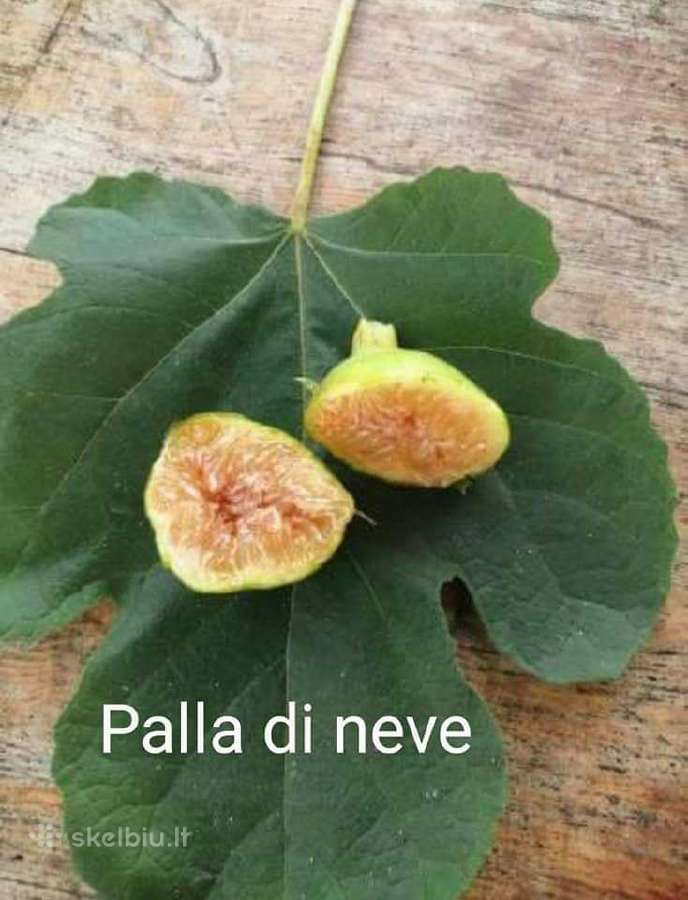 Figmedžių dvimečiai, gervuogių, bruknių sodinukai. - nuotraukos Nr. 16