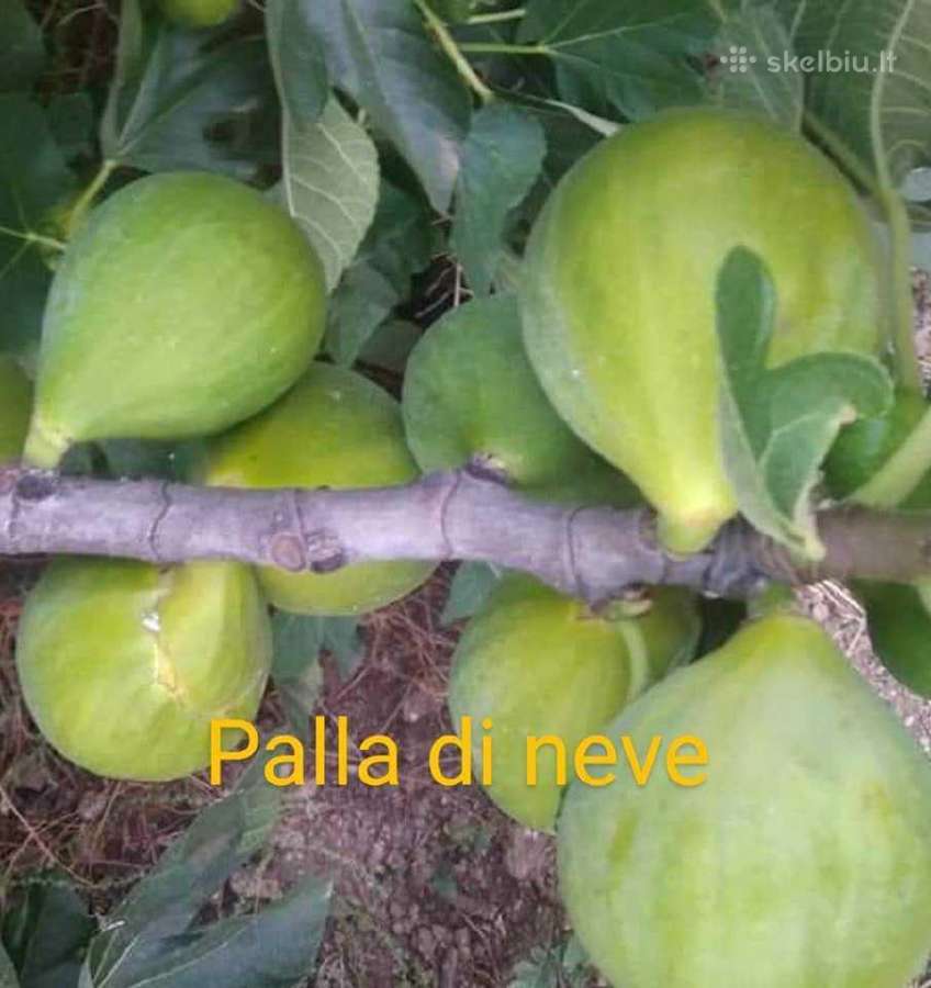 Figmedžių dvimečiai, gervuogių, bruknių sodinukai. - nuotraukos Nr. 17