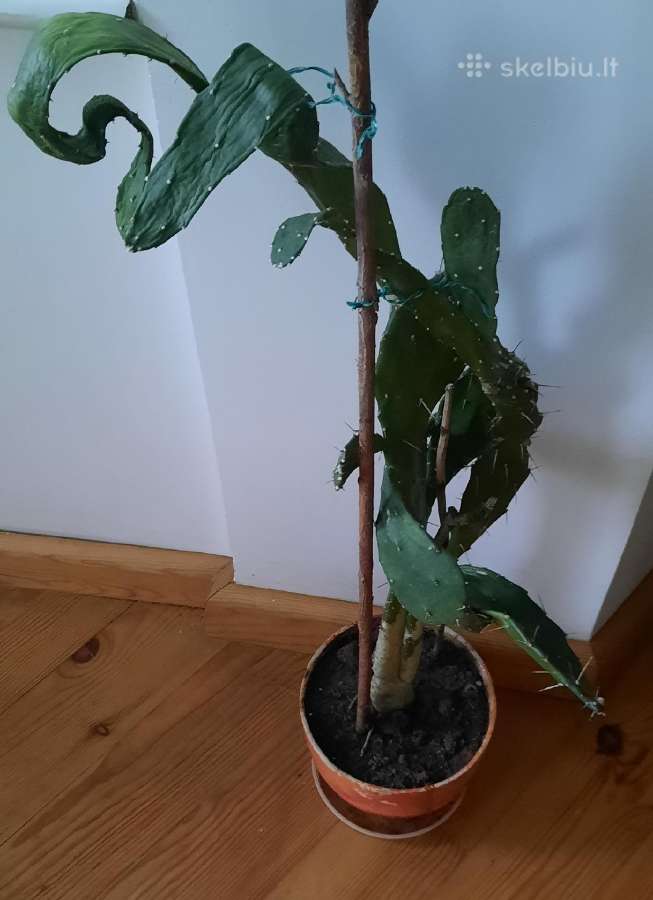 Kaktusas