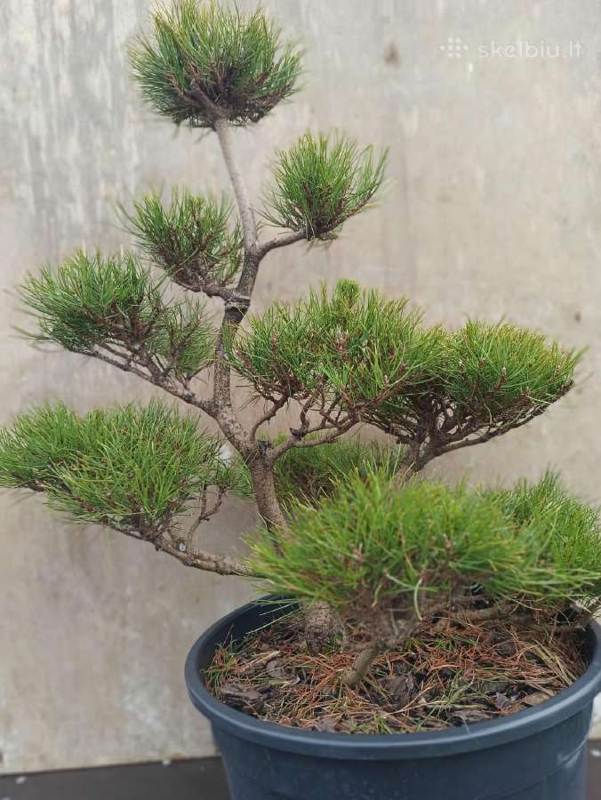 Bonsai - nuotraukos Nr. 7