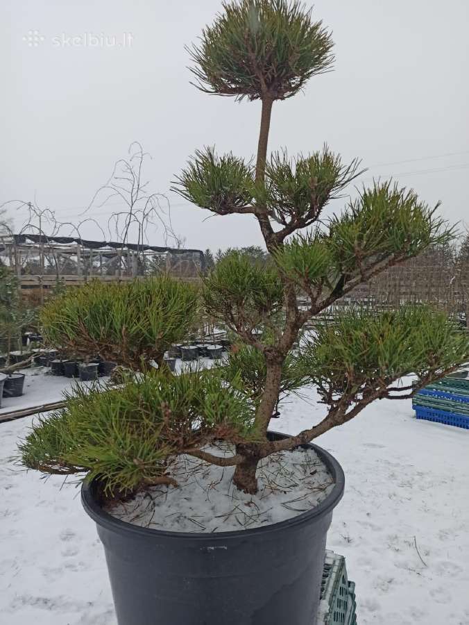 Bonsai - nuotraukos Nr. 3