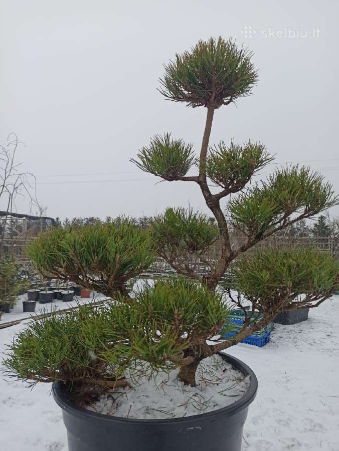 Bonsai - nuotraukos Nr. 17