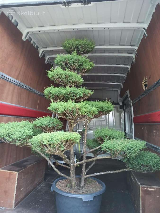 Bonsai - nuotraukos Nr. 12