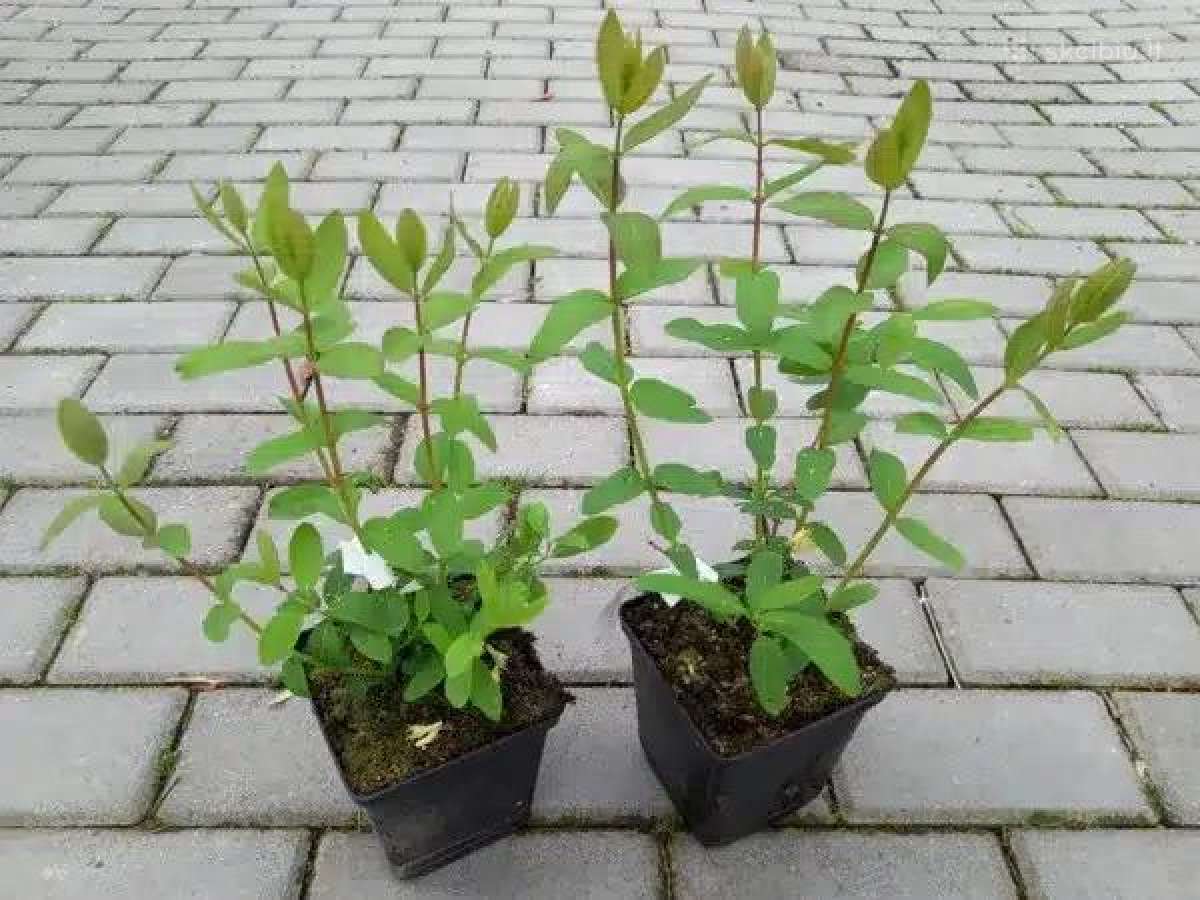 Valgomasis sausmedis - nuotraukos Nr. 7