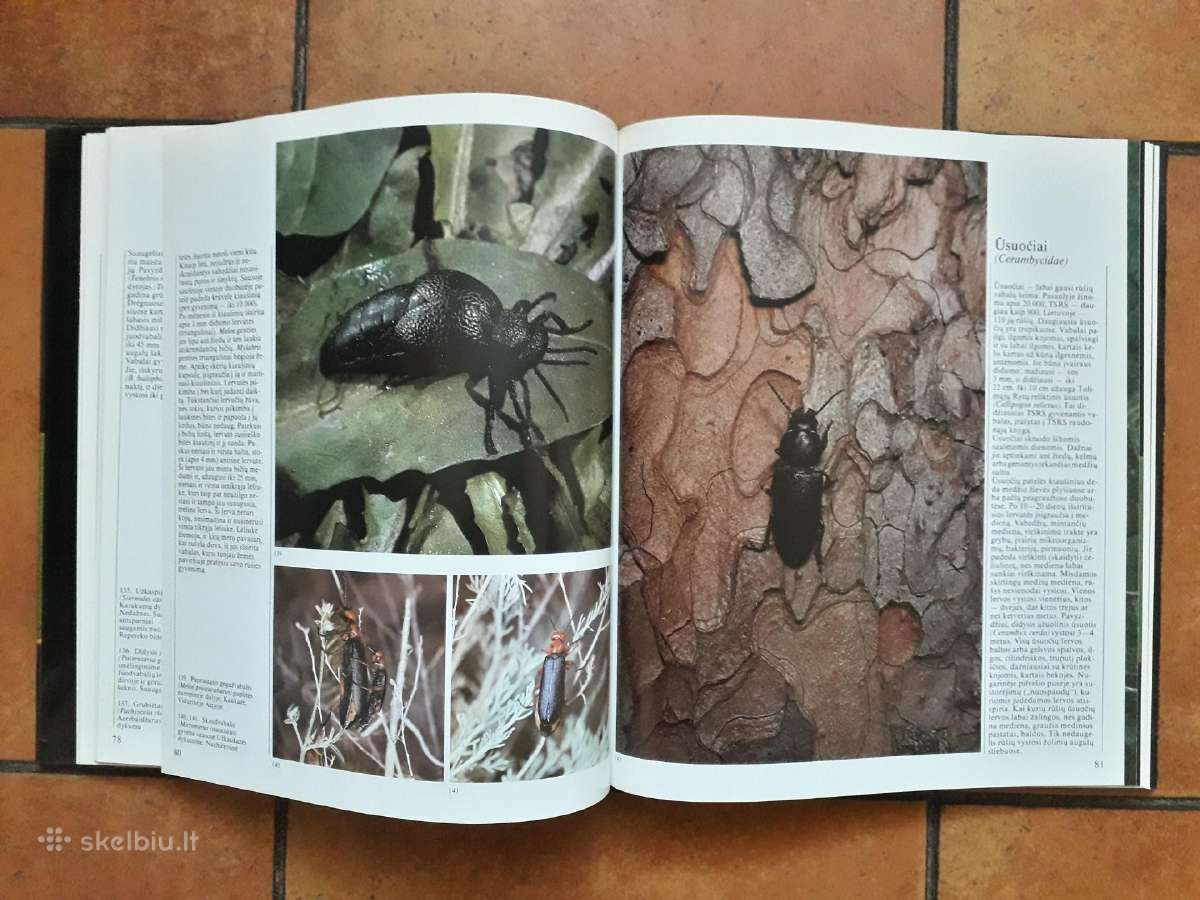 Jonas Augustauskas "Vabzdžių pasaulyje" 1989 metai - nuotraukos Nr. 6