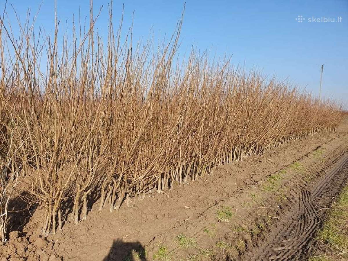 Riešutmedžių sodinukai - Graikiniai, lazdyno