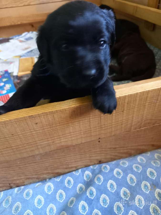 Labradoro Retriverio Šuniukai Iš Veislyno - nuotraukos Nr. 4