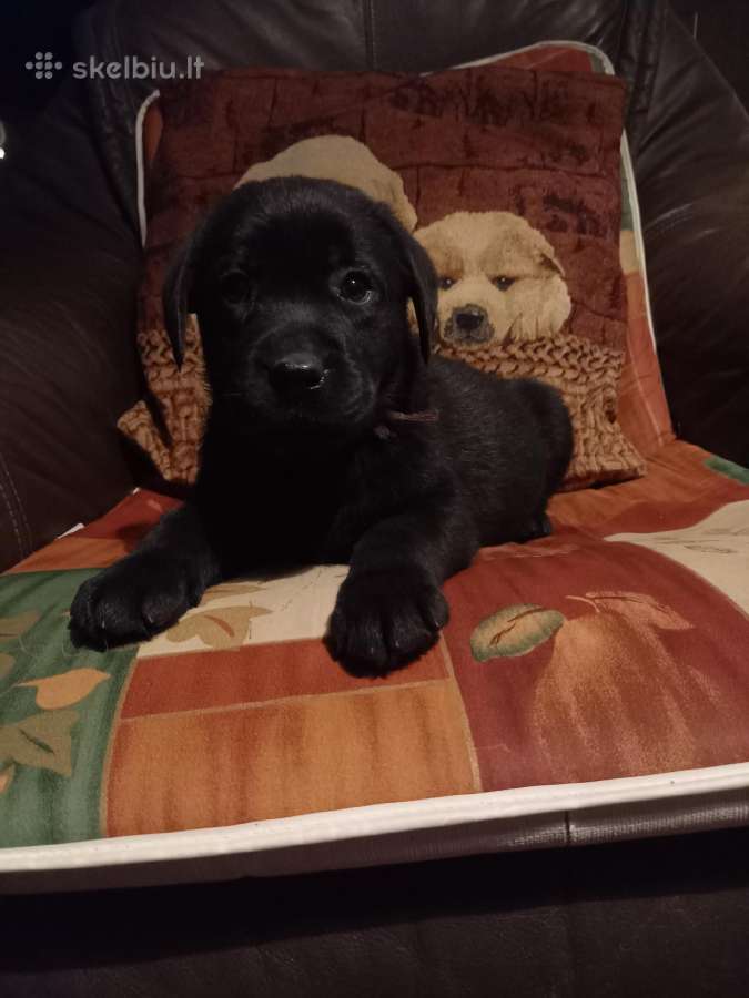 Labradoro Retriverio Šuniukai Iš Veislyno - nuotraukos Nr. 5