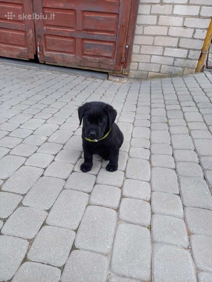 Labradoro Retriverio Šuniukai Iš Veislyno - nuotraukos Nr. 3