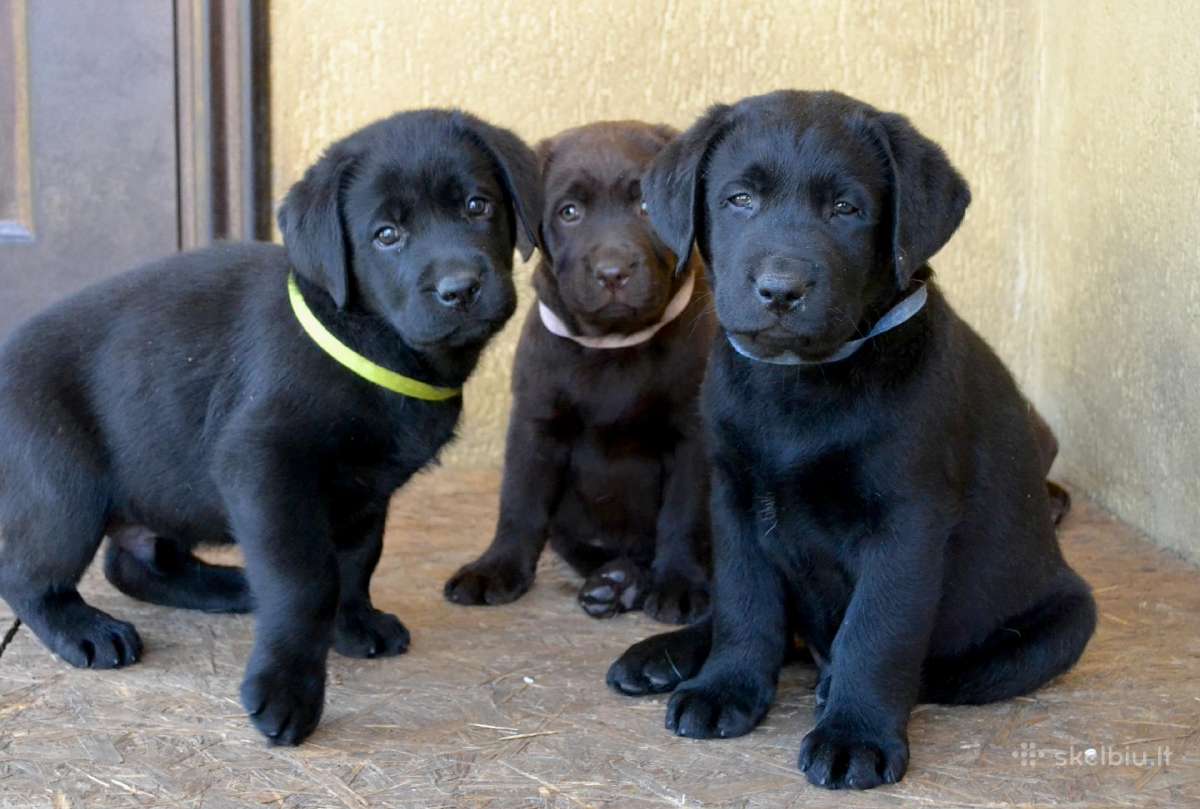 Labradoro Retriverio Šuniukai Iš Veislyno - nuotraukos Nr. 6