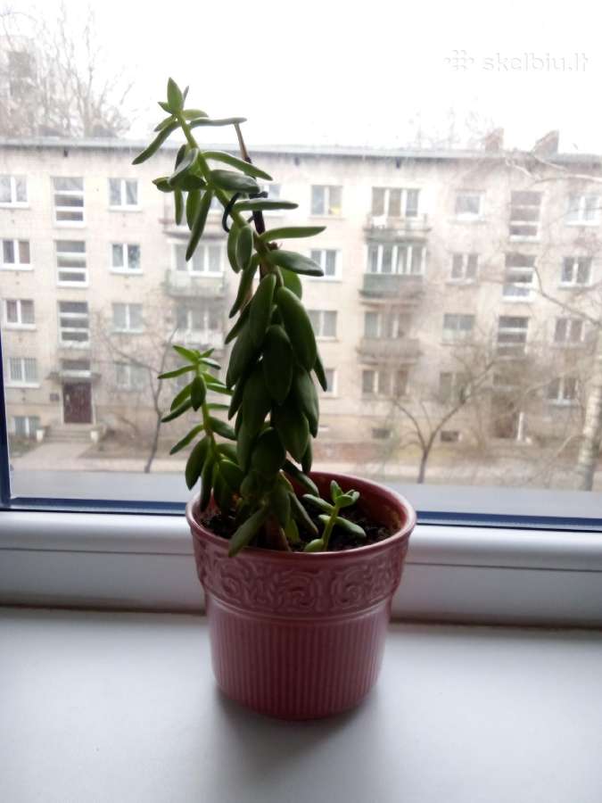 Kambarinė gėlė sukulentas