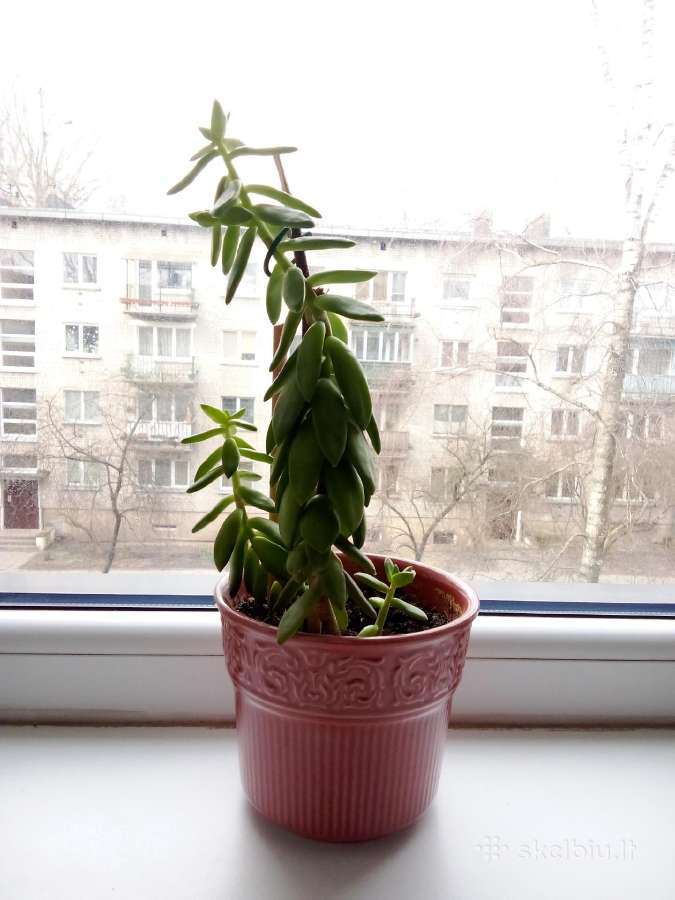 Kambarinė gėlė sukulentas - nuotraukos Nr. 2