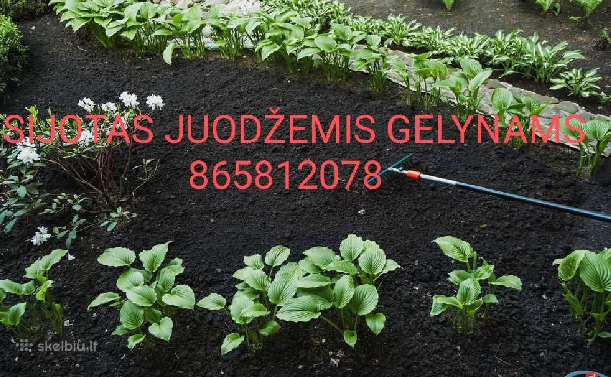 Sijotas Juodžemis-durpžemis-juodžemis Su Mėšlu - nuotraukos Nr. 2